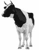 A cow